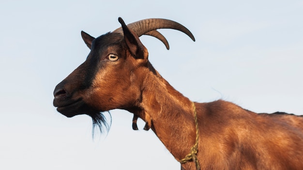 Photo brown horned goat looking away