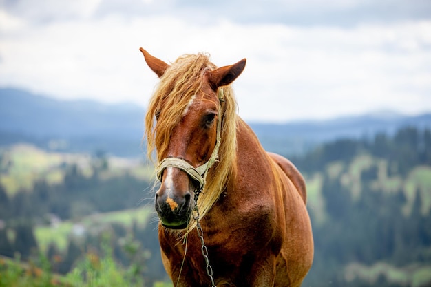 Brown horse close up portrait