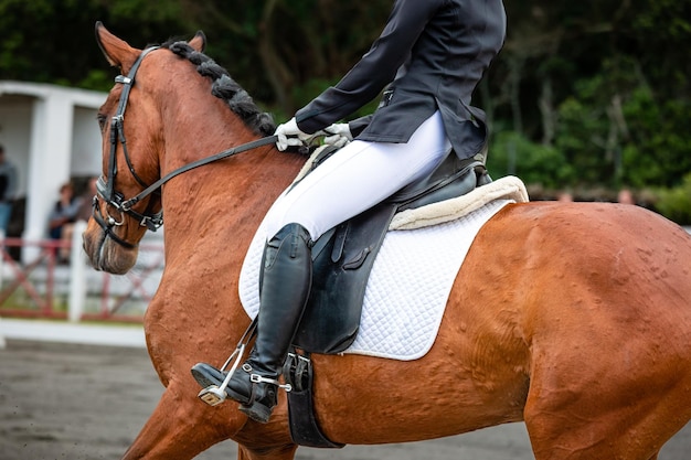 Brown horse during dressage competition bridle saddle and rider