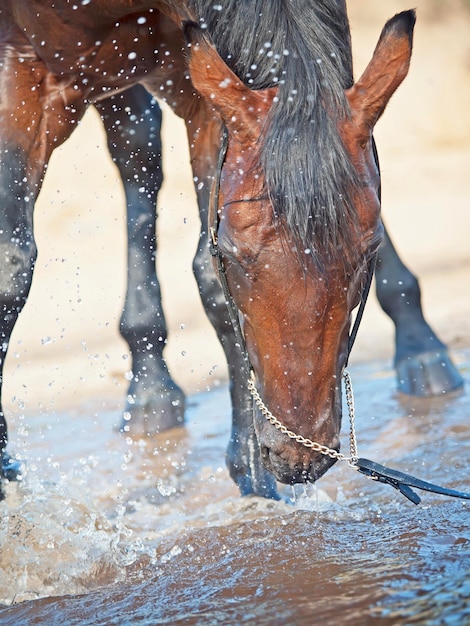 Foto acqua potabile per cavalli marroni