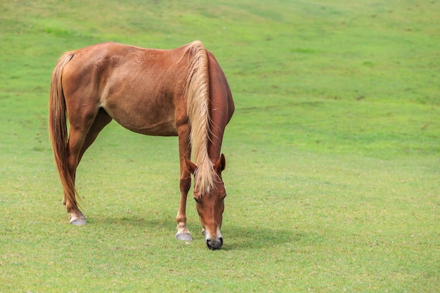 A brown horse eating grass in green field