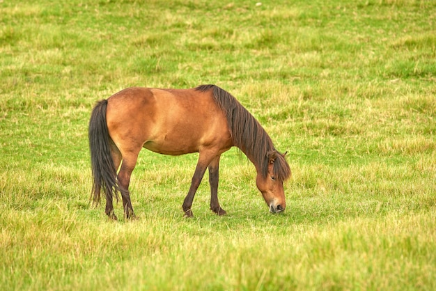 Коричневая лошадь ест траву на лугу недалеко от сельской местности Один жеребец или пони пасется на открытом поле с весенним зеленым пастбищем Каштановый скот наслаждается прогулкой на ранчо или животноводческой ферме