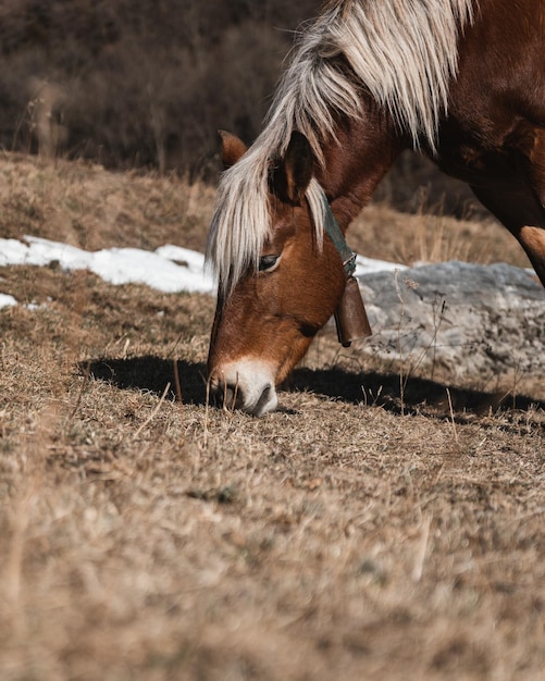 ピレネー山脈で草を食べる茶色の馬