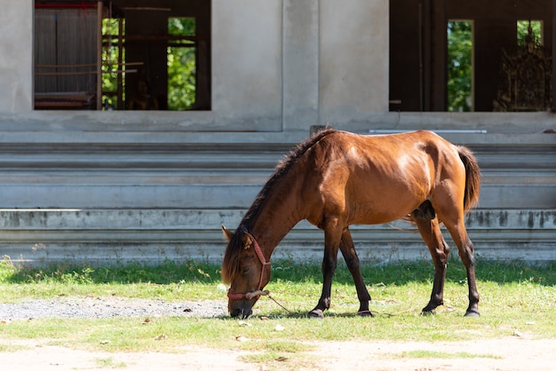 Brown horse eating grass