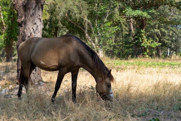 Коричневая лошадь ест траву