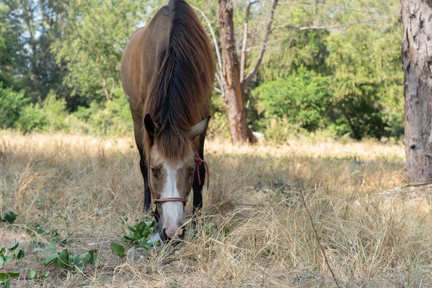 Brown horse eating grass