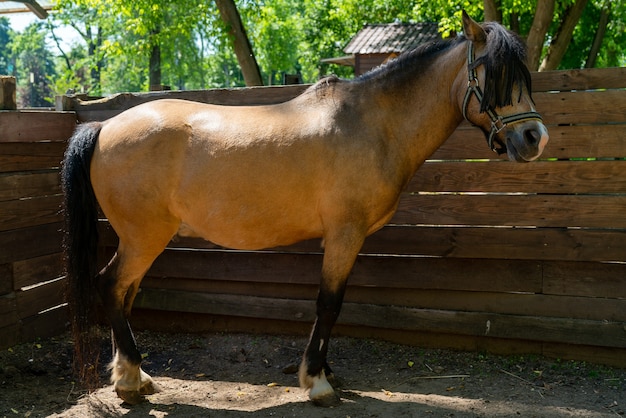 Brown horse on the farm on a summer day. Cute pet.