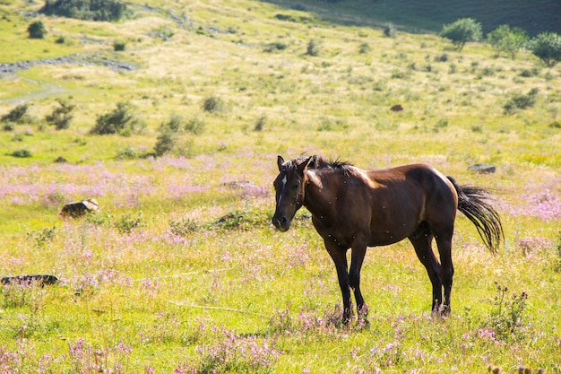 ジョージア州ジュタの野原にいる茶色の馬