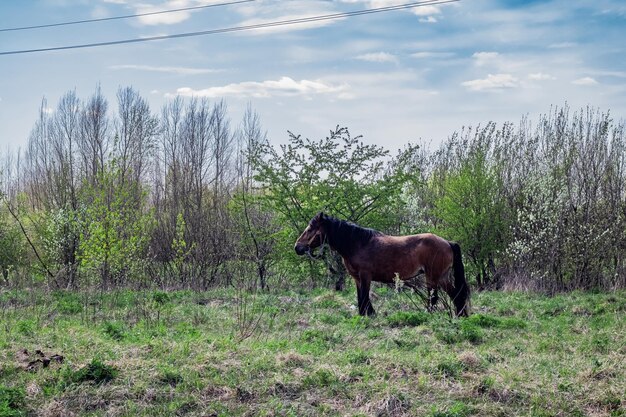 Коричневая лошадь в поле возле леса