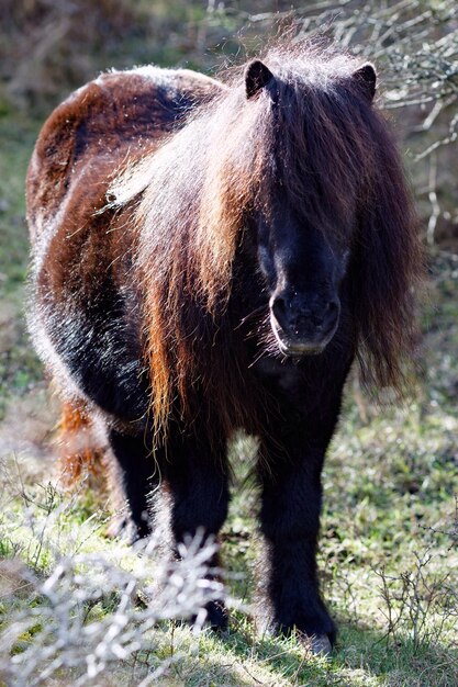 Photo brown horse on field