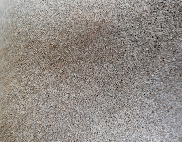 Brown horse fur background