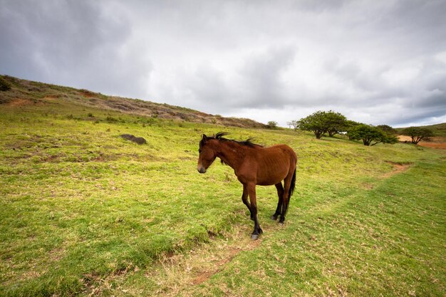 Brown horse on grassy field against cloudy sky