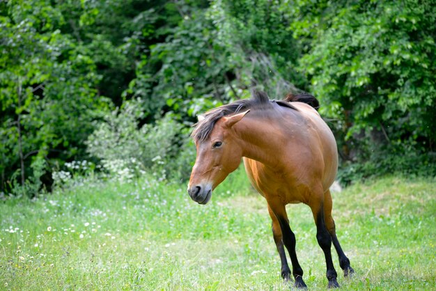 коричневая лошадь пасется в поле летом