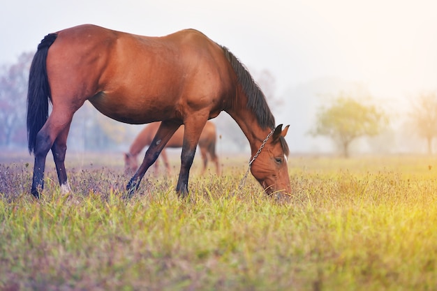 夏の朝、霧の中で茶色の馬が牧草地をかすめる