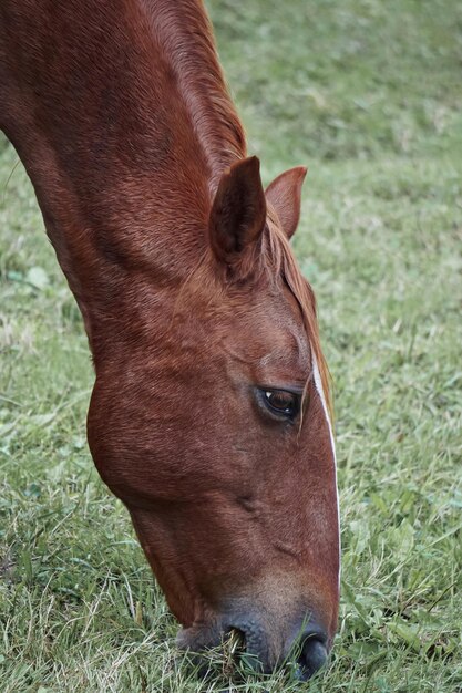 Brown horse grazing in the meadow