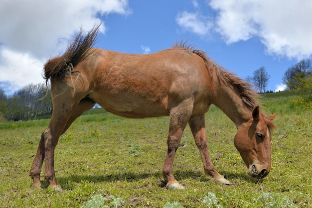 Brown horse grazing in a pasture in alpine mountain