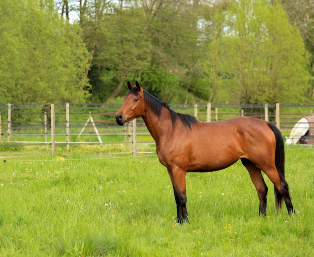 Brown horse in a green meadow