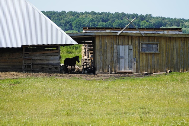 A brown horse is standing in the pasture between the buildings of the stable