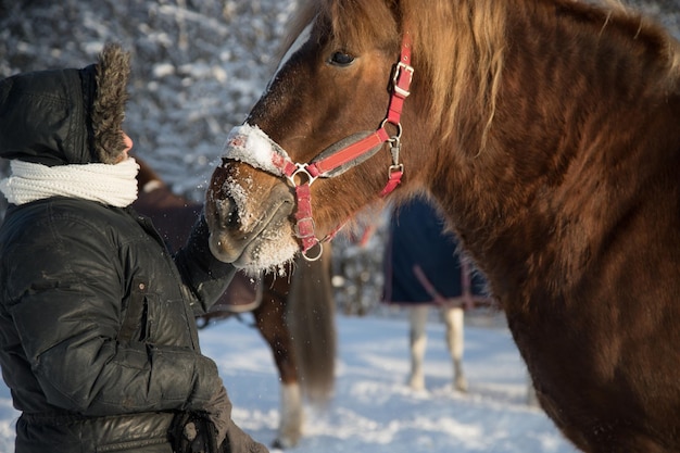 Коричневый конь смотрит на свою тепло одетую хозяйку Фермерский набросок