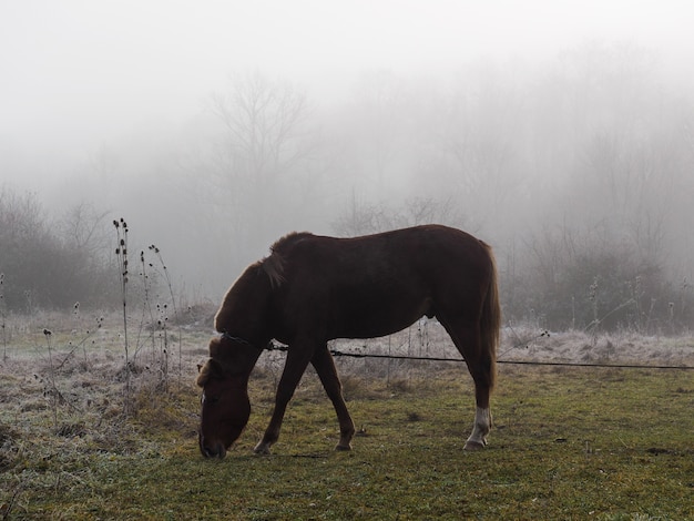 Brown horse on the meadow in the fog