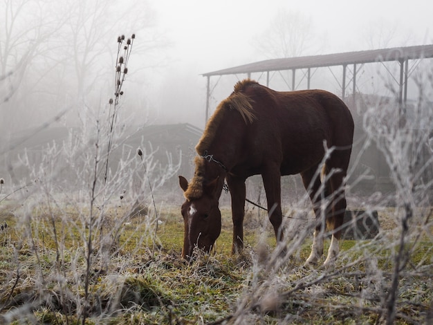 Brown horse on the meadow in the fog