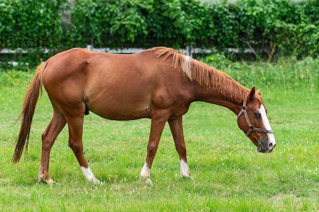 Brown horse in the meadow in the paddock.