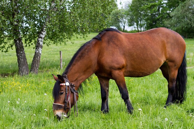 Cavallo marrone nel prato