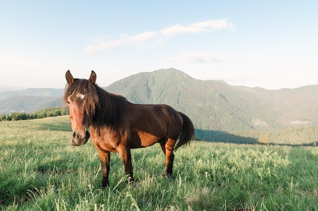 Foto cavallo marrone nelle montagne