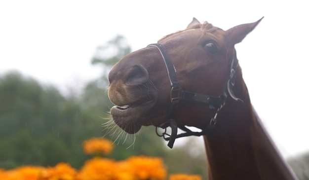 家の近くの茶色の馬は馬の肖像画を閉じます緑の牧草地の素朴な馬の農場のフェンスの近くに立っているかわいい面白い茶色の馬