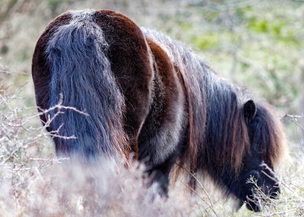 写真 野原の茶色の馬