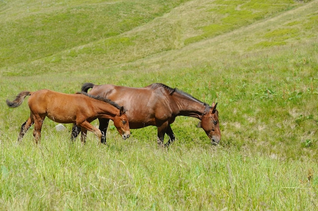 写真 山の牧草地に茶色の馬。夏の日