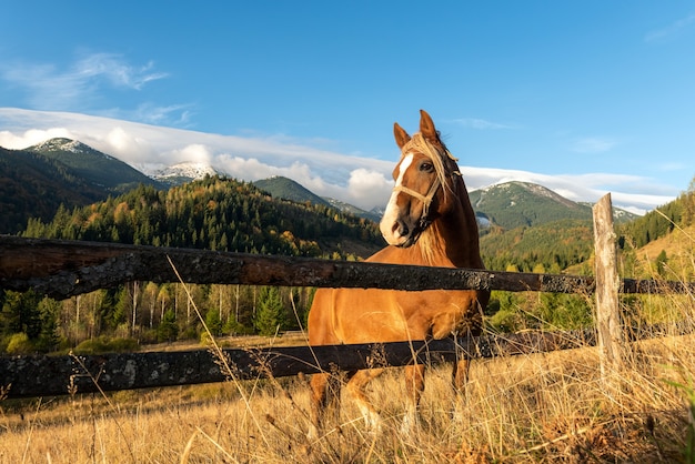 Cavallo marrone su un pascolo su uno sfondo di montagne al mattino