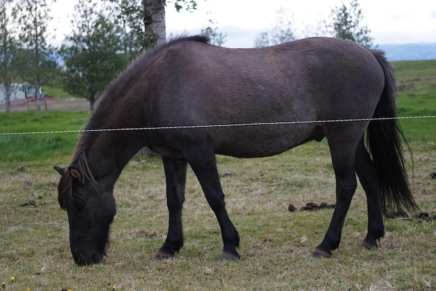 Brown horse on pasture eating grass side view