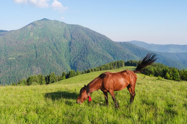 Brown horse in a pasture in the mountains