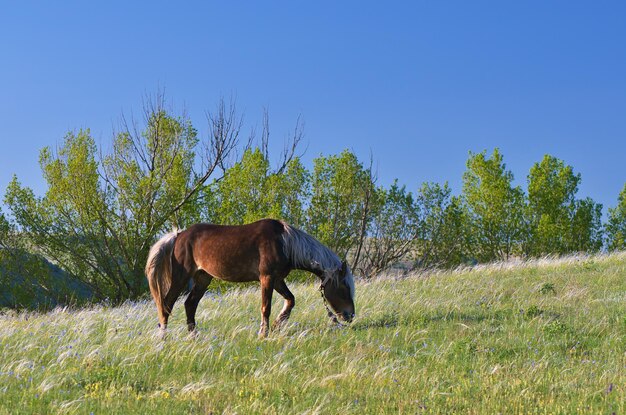 Brown horse in the pasture. Sunny day