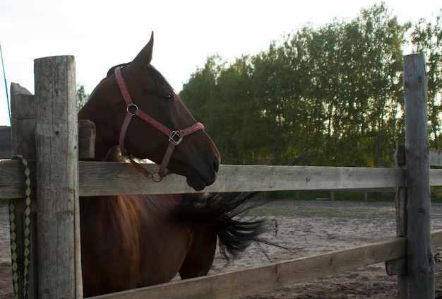 Brown horse in the pen