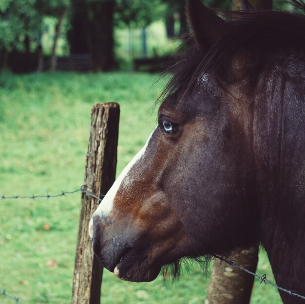 brown horse portrait in the farm in the nature