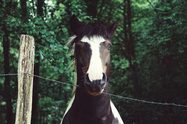 brown horse portrait in the farm in the nature        