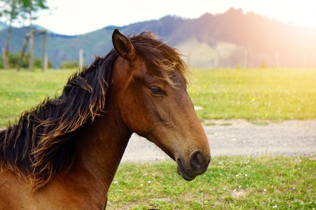 портрет коричневой лошади на ферме в природе