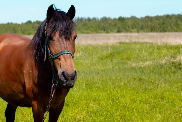 Brown horse portrait at the green grass field in summer