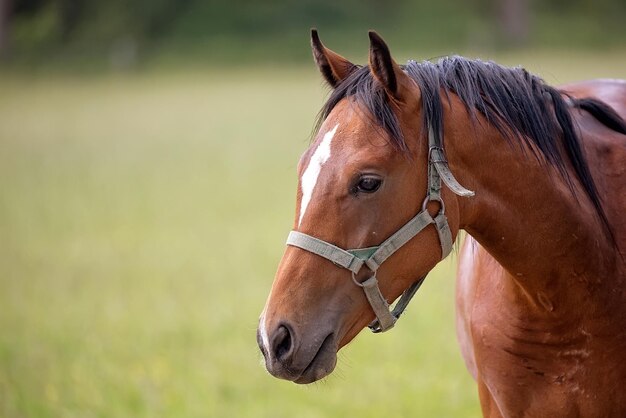 Brown horse a portrait