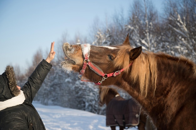 A brown horse pulls its muzzle toward the outstretched hand of a warmly dressed woman