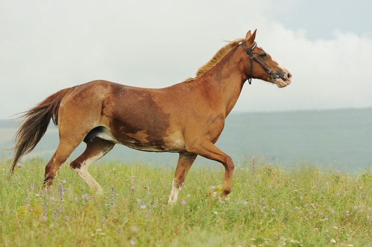 Photo brown horse run trotted on green meadow in summer day, outdoors, horizontal