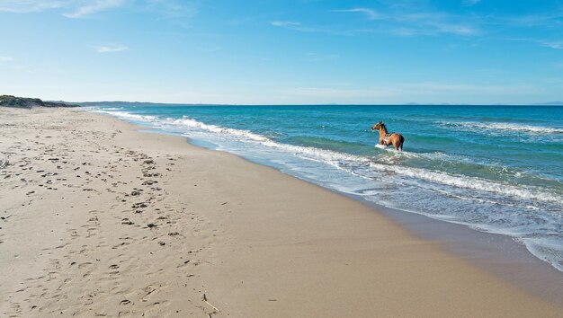 Brown horse running in the sea