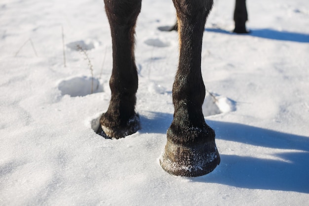 Brown horse's hooves on snow in spring