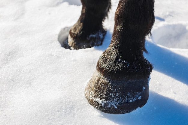 Brown horse's hooves on snow in spring