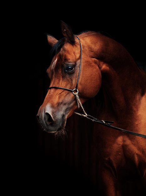 brown horse standing against black background