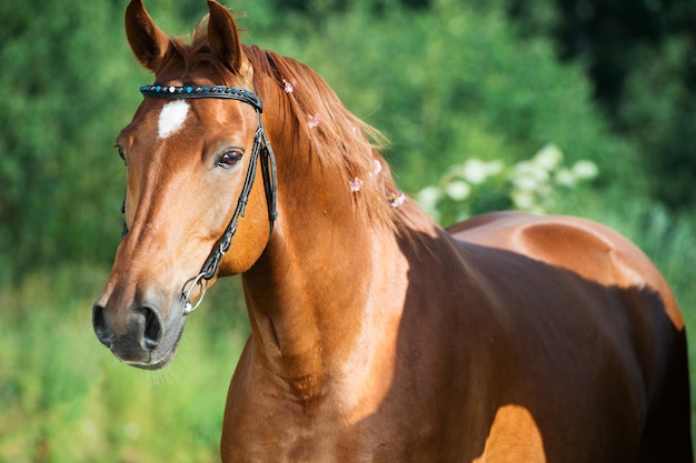 Foto cavallo marrone in piedi sul campo