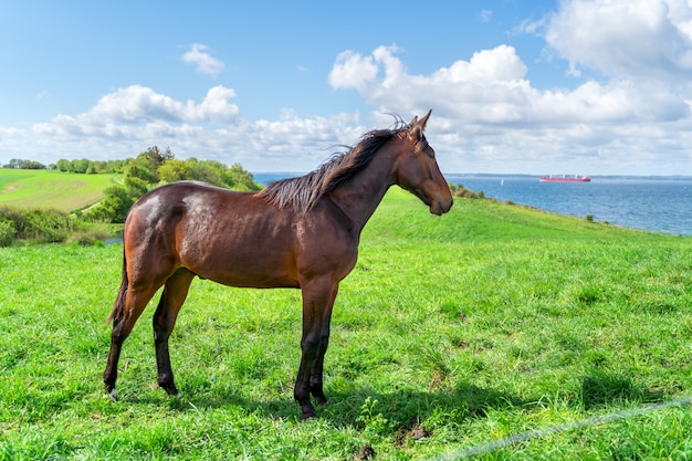 緑の牧草地に立っている茶色の馬