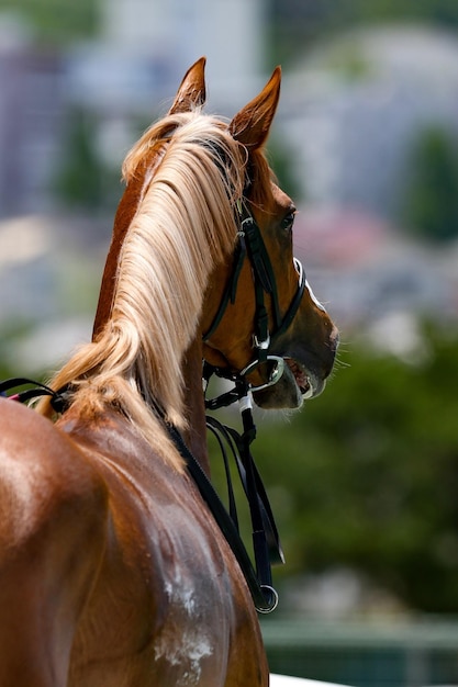 Foto cavallo marrone in piedi all'aperto